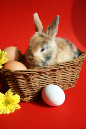 Osterhase