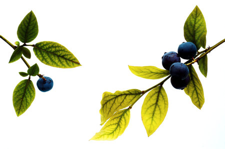 Blueberry