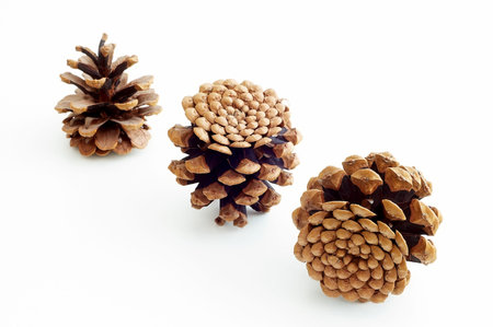  Piny cones