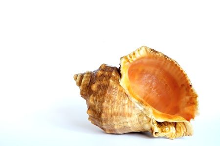 Shellの写真素材
