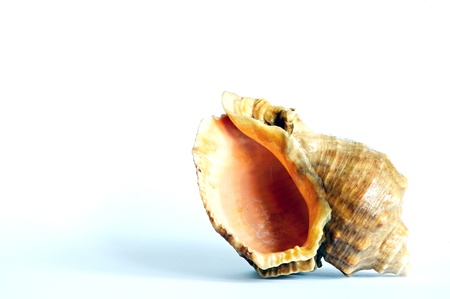 Shellの写真素材