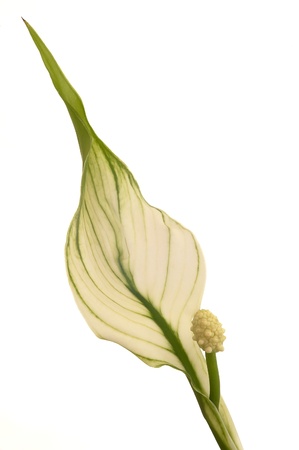   Peace Lily on white ground の写真素材