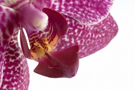  Flower orchids on white groundの写真素材