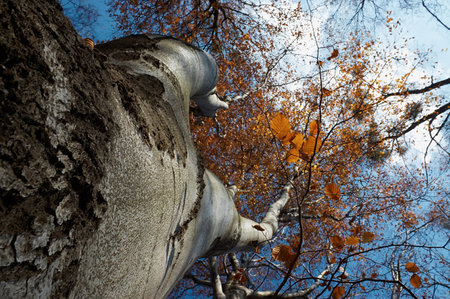 Beechen tree