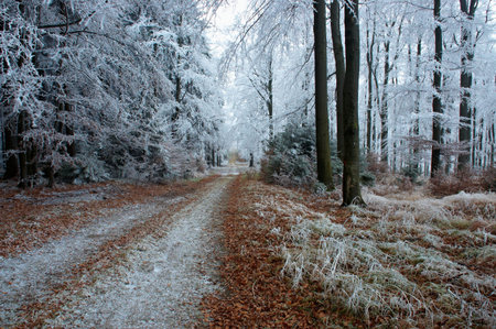 Wood ride  with fog in backcloth.の写真素材