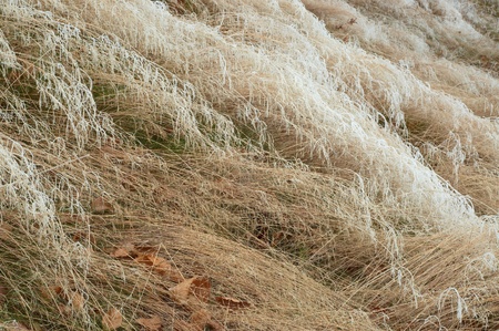   Hoarfrost on grass during autumn morningの写真素材