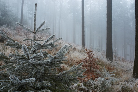 Young spruce tree in frosty pine - woodの写真素材
