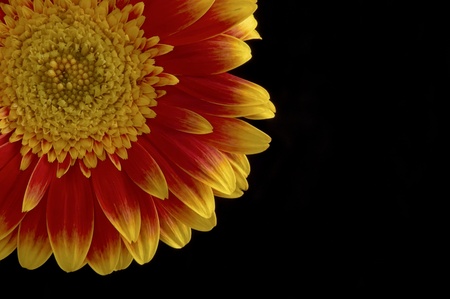  Gerber flower with black background の写真素材