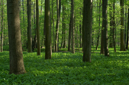 Spring deciduous forest with grass