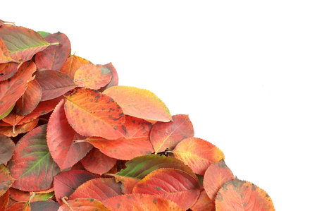 Leaves of the black crane on white background