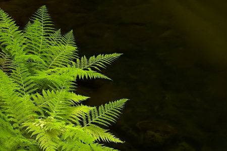 Fern on the banks of the river flowingの写真素材