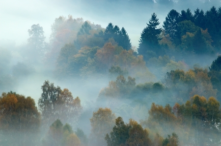 Autumn trees in the morning mistの写真素材
