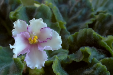 pansies blooming flower with leaves in the backgroundの写真素材