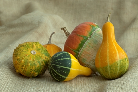 a group of different types of pumpkins の写真素材