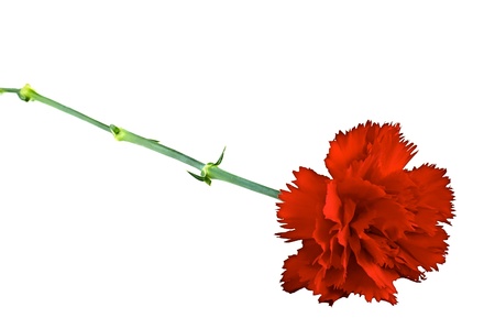 one red carnation on a white backgroundの写真素材