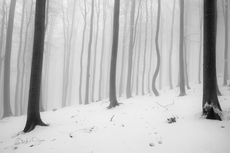 Winter beech forest with fog in the backgroundの写真素材
