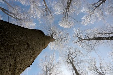 view in winter beech tree crownsの写真素材