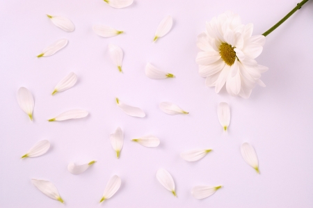 white flower with petals on white backgroundの写真素材