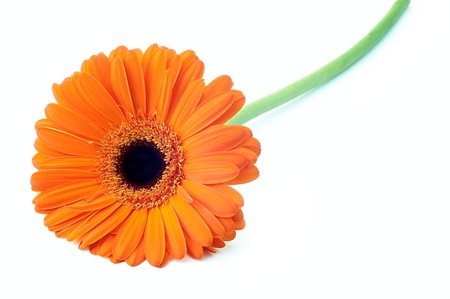 Gerbera flower on white backgroundの写真素材