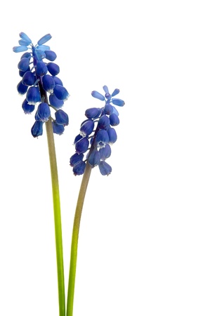 Muscari flower on a white backgroundの写真素材