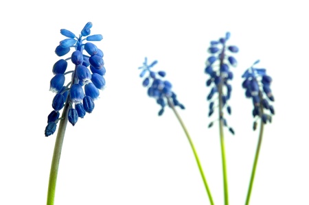 Muscari flower on a white backgroundの写真素材
