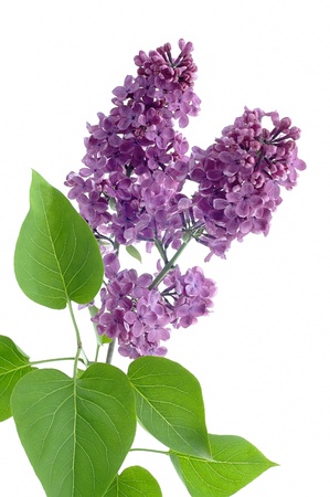 Lilac flower on a white backgroundの写真素材
