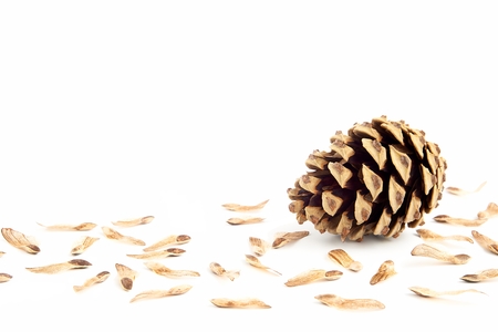One pine cone with seeds spores on white の写真素材