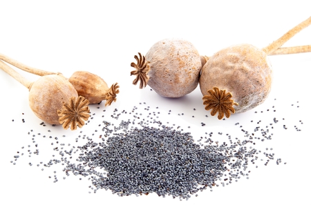Four poppy seeds on a white の写真素材