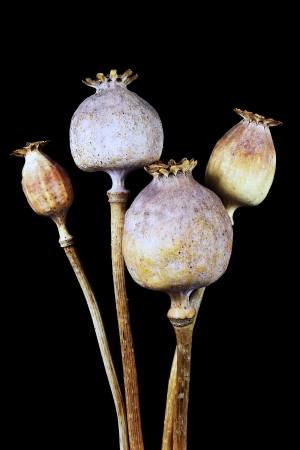 Four poppy on a black backgroundの写真素材