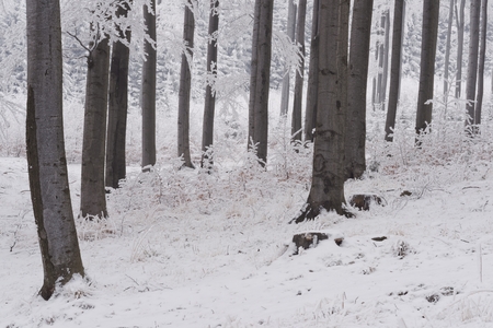 Winter morning beech forest with the  fresh snowの写真素材