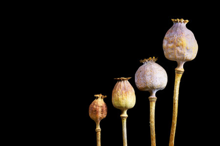 Four poppy on a black backgroundの写真素材