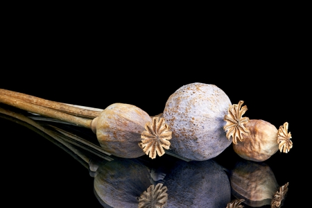 View of three poppyhead with reflection on black backgroundの写真素材