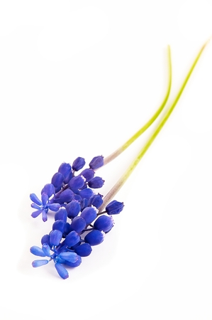 
Muscari flower on a white backgroundの写真素材