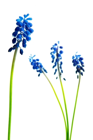 
Muscari flower on a white backgroundの写真素材