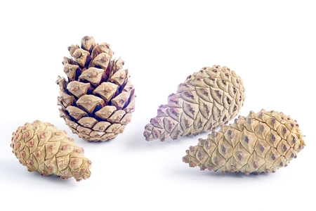 Four pine cones on a white backgroundの写真素材