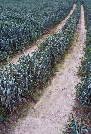 View of the footpath in corn field
