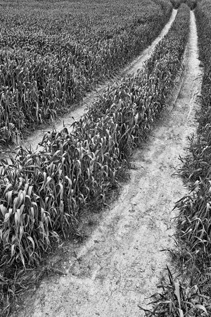 View of the footpath in corn field