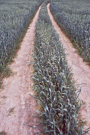 View of the footpath in corn field
