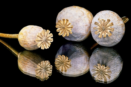 View of poppyhead with reflection on black backgroundの写真素材