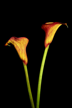 Two flower calla isolated on black backgroundの写真素材