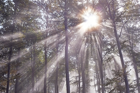 View of Sun rays in misty beech forestの写真素材