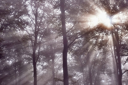 View of Sun rays in misty beech forest