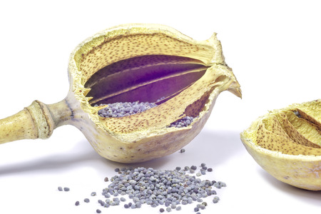 One poppy seeds on a white backgroundの写真素材