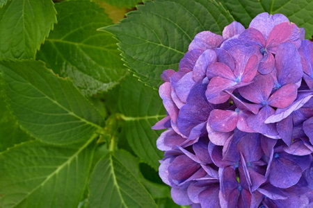 View of the detail flowering hydrangea