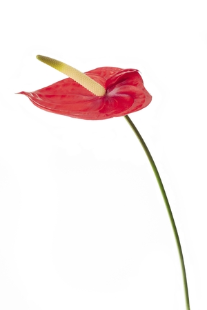 Anturie flower on a white backgroundの写真素材