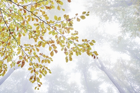 Beech tree branch with mist in the backgroundの写真素材