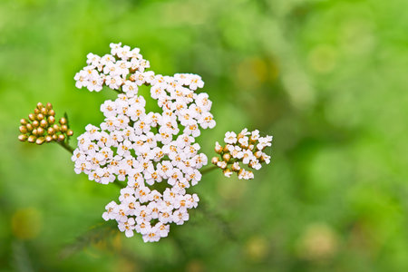 Yarrow flower on a green background