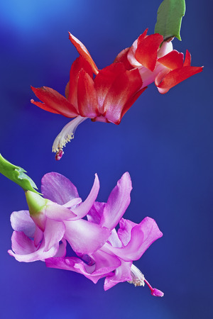 Two flower Christmas Cactus (Schlumbergera) isolated on blue backgroundの写真素材
