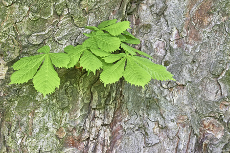 Detailed view of the growing leaves of chestnut on tree trunkの写真素材