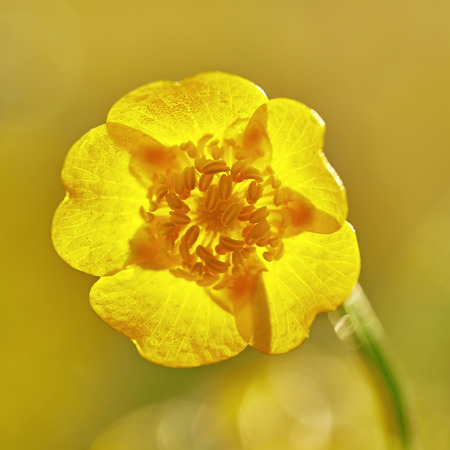 One flower buttercup meadow with blurred backgroundの写真素材